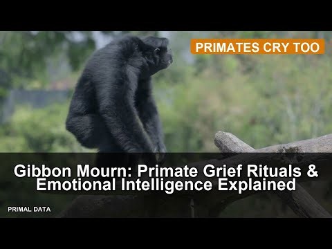 Gibbon Mourn: Primate Grief Rituals & Emotional Intelligence Explained