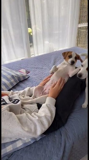 Jack Russell love game #lovegame #gamedog #comedy #purelove #cutedog #happydog #puppy #tiny #invest