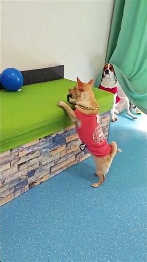The dog bounces the rubber band. The ball comes with a rubber band and pops the balloon. The dog's