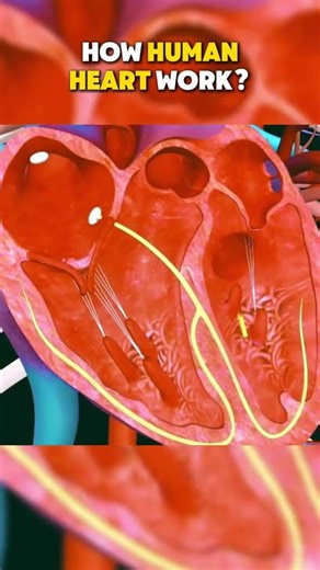 heart is a main part of human body.its supply the blood. oxygenated blood carry from #heart to #body