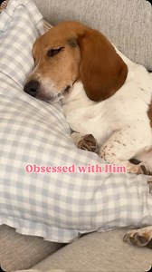 24 reactions | His bread is called a bagel 說 - a mix between beagle & bassetthound 凉. I’m so obsessed with him! #beaglemix #bassetthound | Sweet Tea and Sprinkles | Facebook