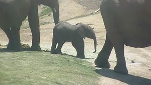 LIVE Elephant Cam