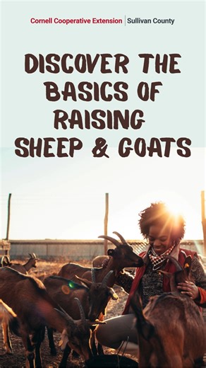 🐑Discover the Basics of Raising Sheep & Goats!🐐 Join us for this webinar designed for beginners and aspiring farmers. Learn the essentials of raising healthy, productive sheep and goats with Michelle Proscia, Agriculture Production Program Manager. REGISTER AT: www.sullivancce.org/Sheep&Goats Questions? Contact Michelle Proscia at 845-292-6180 ext. 129 or email mml249@cornell.edu | Cornell Cooperative Extension Sullivan County