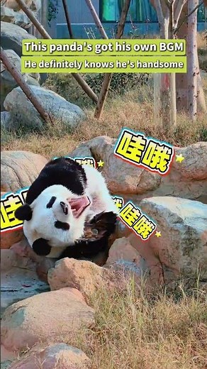 Panda’s entrance! Drop the BGM! #panda #funny #shorts