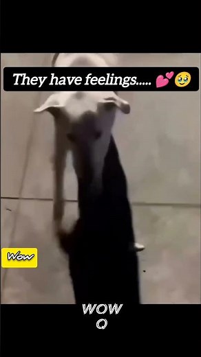 "Just... E 😂 | Funniest 'E' Memes & Shorts" #entertainment