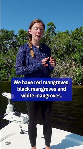 Florida has three mangrove species—red, black, and white—thriving in our coastal estuaries.