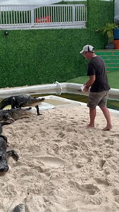 Look at how fast Stumpy the rescued alligator runs when he notices that Paul has a bucket of chicken! 🐊💨 Gatorboys Paul #stumpy #alligator #gator #ehp #gatorboysalligatorrescue #alligatorrescue #evergladesholidaypark #everglades #gatorpit #thingstodo #alligatortraining | Everglades Holiday Park