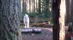 Our Gray wolves are howling for the Red wolves #Howl4Wolves. Red wolves need our help now more than ever! The US Fish and Wildlife Service is going to determine whether or not they should pull Red wolves from the wild in North Carolina, making this beautiful species extinct. You can help by creating a short video stating why Red wolves are important and use the hashtag #Howl4Wolves. | Northwest Trek Wildlife Park