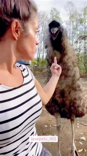 Hilarious Emu Moments That Will Make You Laugh