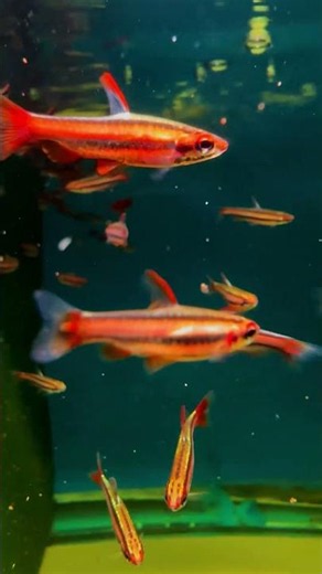 This Might Be the Best Red Nano Fish - Nannostomus mortenthaleri