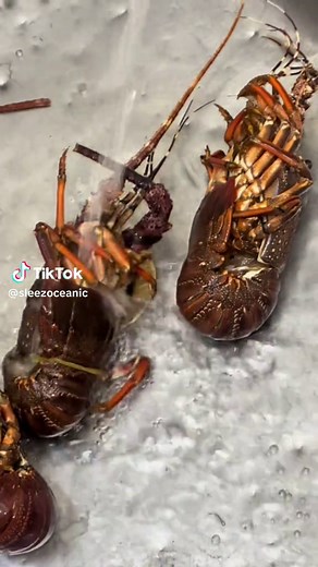 Sleez-Oceanic on TikTok