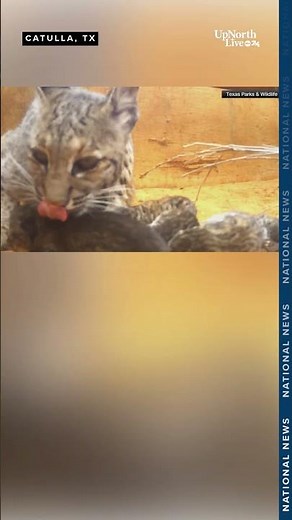 Texas bobcat makes den for kittens