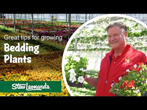 Colorful Bedding Plants | Easy to Grow