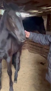 🐎 La Anemia Infecciosa Equina es una enfermedad grave que afecta solo a caballos, yeguas, burros y mulas. No tiene cura, vacuna ni tratamiento, y puede causar síntomas severos que incluso pueden ser mortales. Los equinos que sobreviven se convierten en portadores, lo que aumenta el riesgo de contagio a otros équidos. 📡 Más detalles a las 20:00 horas en TVU Noticias Central | TVU