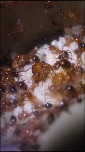 Exploring the Hybrid Nest™ Mini Ant Farm from AntsCanada.com