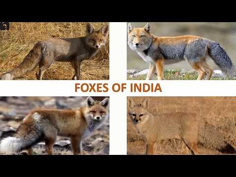Foxes of India 🦊 🇮🇳 | Mammals | Indian Animals