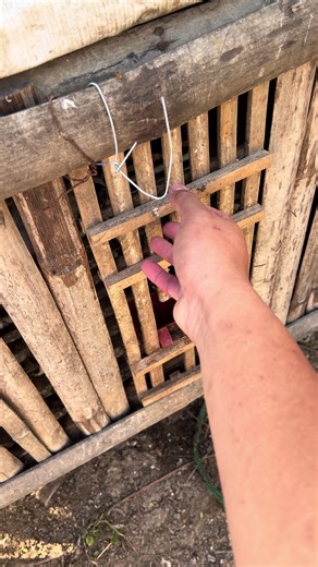 Discover the Exquisite Oriental Chicken: Brahma Varieties