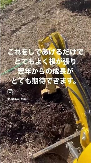 【ヘーゼルナッツ栽培】ヘーゼルナッツ植え方のポイントその①#千曲市 #shorts #農業 #栽培
