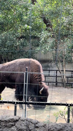 美味しいんだけど世間には味変というのがありましてと言ってたようないような🤔 #パイソン #animal #動物園 #zoo #上野動物園