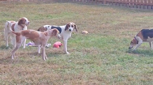 🍂 Your daily dose of adoptable Autumn 🍂 | Northeast Coonhound Rescue, Inc.