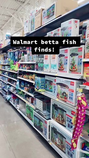 Betta Fish Care Tips: Making the Most of Your Walmart Aquarium