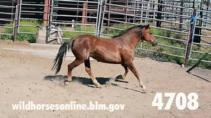2.8K views · 31 reactions | The latest wild horse online auction...