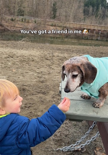 Dogs are a boys best friend 🩵 Feeding Dash some well deserved treats 🥰 #dachshund #dogsandbabies #fyp #toddlersoftiktok #dogmomlife