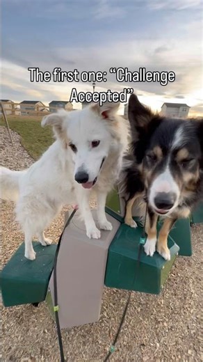 My Dogs in a Nutshell 😅 #shorts