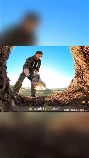 क्या यह छोटे फेरेट किंग कोबरा को हरा पाएंगे | King Cobra vs Ferret | #snake #wildlife | #shorts