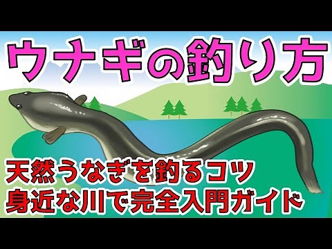 [Eel] A beginner's guide to wild eel fishing! How to use a fishing tackle and how to aim