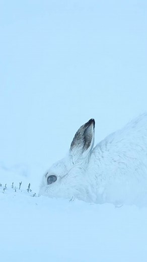 53K views · 3.5K reactions | Native to the Scottish Highlands, color-changing mountain hares thrive in tough winter conditions—but now there’s less snow. Read more about how mountain hares being built for snow may now be a problem. https://on.natgeo.com/3o2gw7p | National Geographic | Facebook