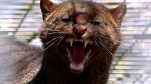 The Pets Factor Best Bits: Biggest Beasts