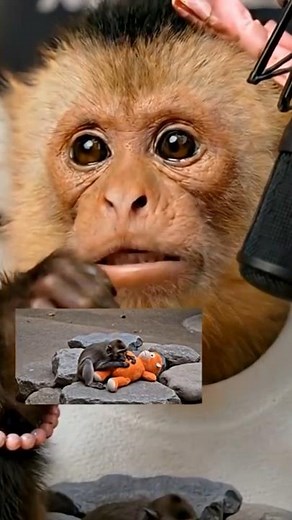 MONO KIBO and the story of the MACAQUE PUNCH🐒 Relaxing ASMR (Happy Ending)