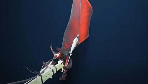 Rare Deep-Sea Squid Dazzles And Glows In Mind-Blowing Footage