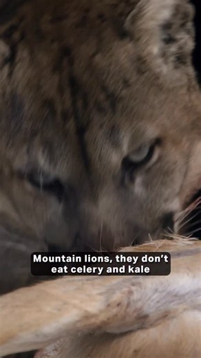 Coloradans For Responsible Wildlife Management on Instagram: "The Predator-Prey Balance: Why Romance Won’t Replace Science Colorado’s wildlife faces a perfect storm: apex predators reintroduced without adaptive management plans, 5.9 million people fragmenting critical habitat corridors, and shrinking winter range for elk, deer, and moose. The math is simple—predators need prey, and our ungulates are squeezed from all sides. Wolf reintroduction. Growing mountain lion populations. Increasing bear