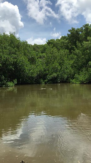 that’s all tarpon #fypシ #campechetarpon #mexico #flyfishing #tarpononfly #tarponfishing #junglefishing #mangroves