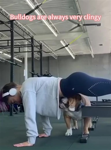 Funny and Cute dog Compilation #dogs #funnydogs #compilation #fy #dogsoftiktok