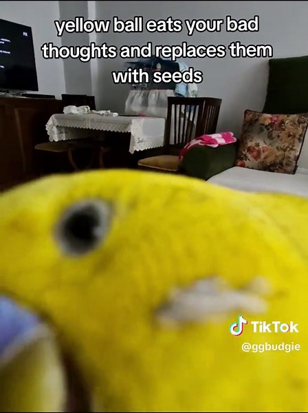 Thoughtful Budgie Enjoys Yellow Ball and Seeds