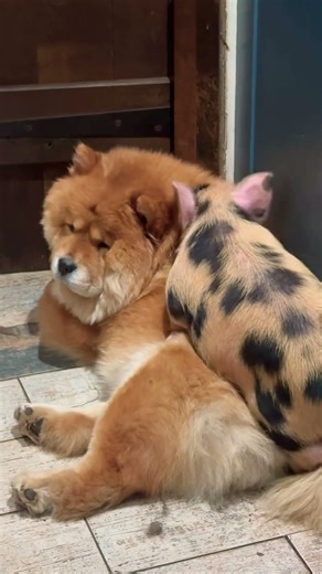 Pig Riding Dog 🐷😂 Best Friends Moment