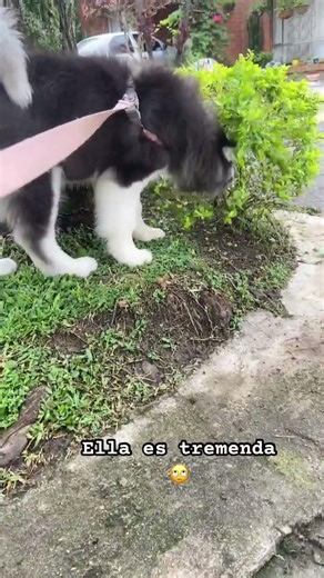 Consejos para entrenar un perro? #perros #alaskanmalamute #entrenadordeperros