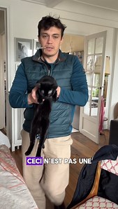 Ce Bombay doit vomir à toux prix #vlog #vet #bombay #chat | Supervet