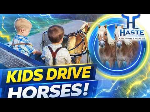 Mother & Daughter Haflinger Team… And They’re BOTH In Foal!