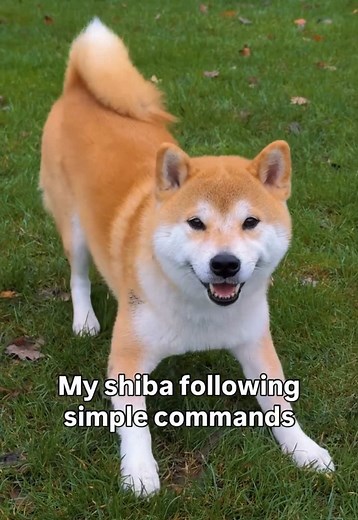 Teaching #shiba is challenging but rewarding #dogtok #dog #puppy #fyp ✨