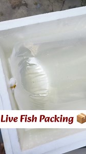 Live Fish Packing Video 🐠🐟🎏 #fishcare #exoticpets #livefish #fishpacking #aquariumhobby #aquascape #fishkeeping | Ashok-Aqua