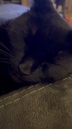 Sweet Darling cat being hypnotized