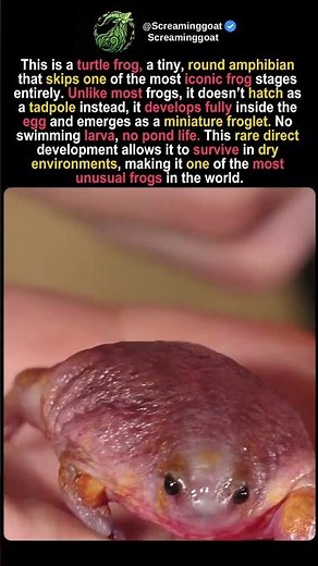 The Frog That REFUSES to be a Tadpole 🐸🚫