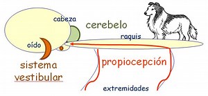Ataxia