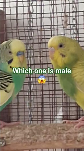 :🦜🕊 Male or Female? Budgie Gender Secrets Revealed!