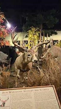 How To Score Antlers On Deer.