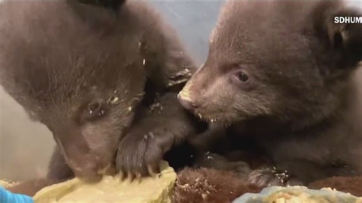 What it takes to care for orphaned bear cubs